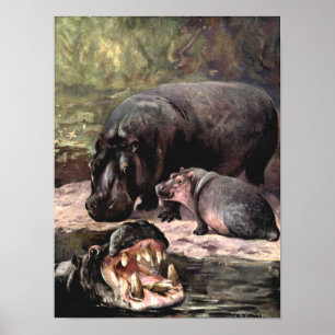 Póster Animais selvagens do vintage, Hippopotami pela