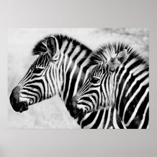 Poster Animais selvagens dos animais das zebras preto e