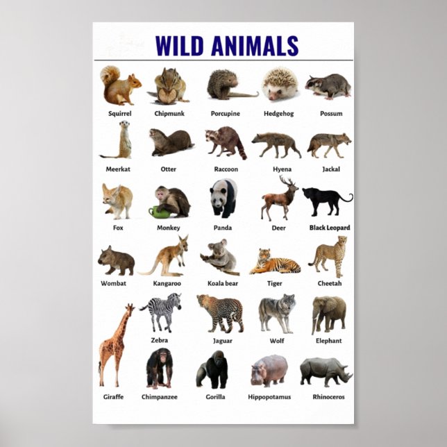 Poster Animais selvagens educativos (Frente)