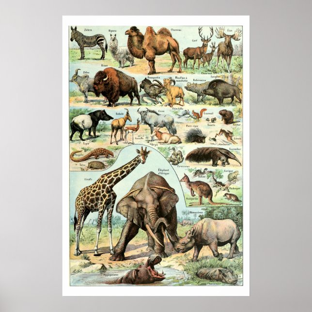 Poster Animais Selvagens Vintage 1922 (Frente)