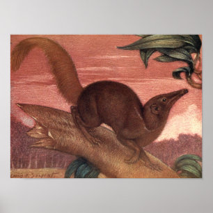 Póster Animais Selvagens Vintage, Treeshrew por Louis Sar