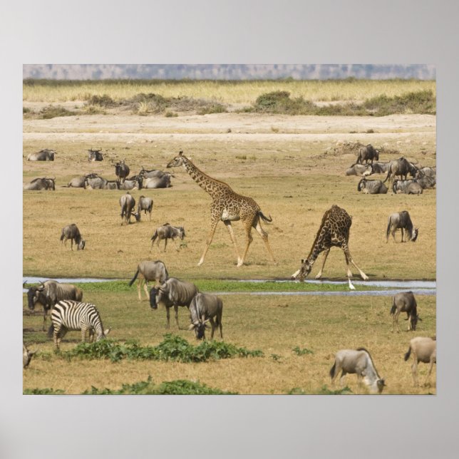 Poster Animais selvagens, Zebras e Girafas se reúnem em u (Frente)