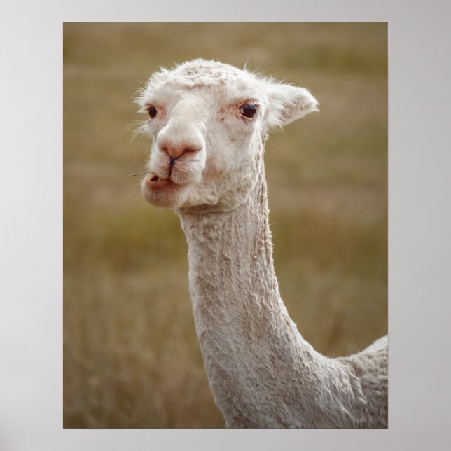 Poster animal branco-doce alpaca (Frente)