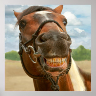 Póster Animal - cavalo - eu obtive finalmente minhas