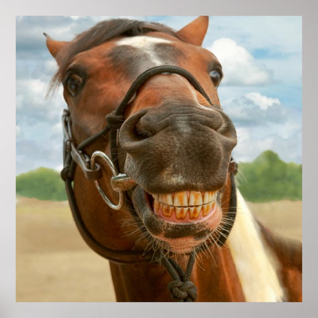 Póster Animal - Cavalo - Finalmente tirei meus pulsos (Frente)