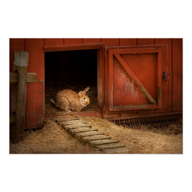 Póster Animal - Coelho - Fazendo ovos para a Páscoa (Frente)