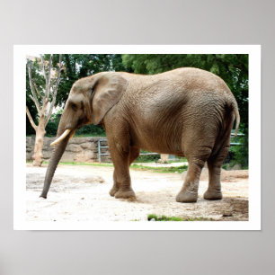 Póster Animal elefante africano