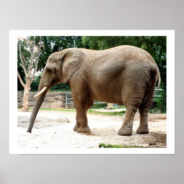 Póster Animal elefante africano (Frente)
