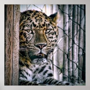 Póster Animal exótico do jardim zoológico do leopardo d