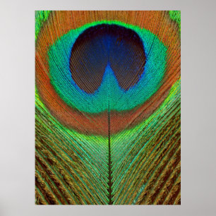 Poster Animal - Pássaro - Pena de Pavão