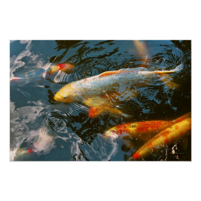 Póster Animal - Peixe - Conceder boa sorte (Frente)