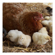 animal, pintinho, frango, fazenda, fofo, ave, bebê