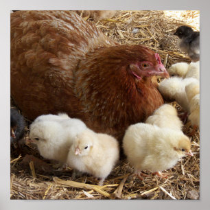 Poster animal, pintinho, frango, fazenda, fofo, pássaro, 