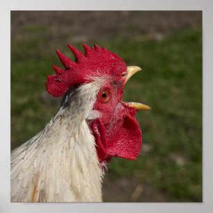 Poster animal, pintinho, frango, fazenda, fofo, pássaro,