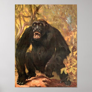 Póster Animal Selvagem Antigo, Gorila ou Grande Macaco po