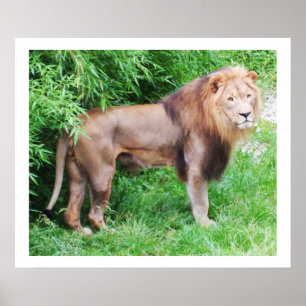 Poster Animal selvagem da vida do leão