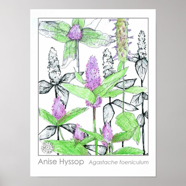 Poster Anise Hyssop Flores Roxas Herbo Medicamentoso (Frente)