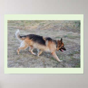 Póster Anjo o cão Alsatian