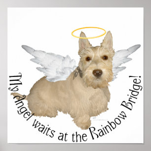 Póster Anjos Wheaten Scottish Terrier