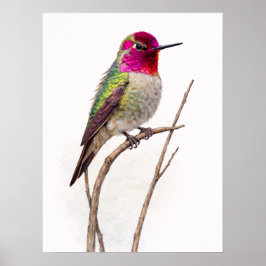 Poster Anna,s Hummingbird Colorful