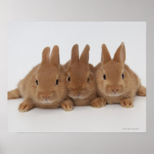 Póster Anões de Rabbits.Netherland