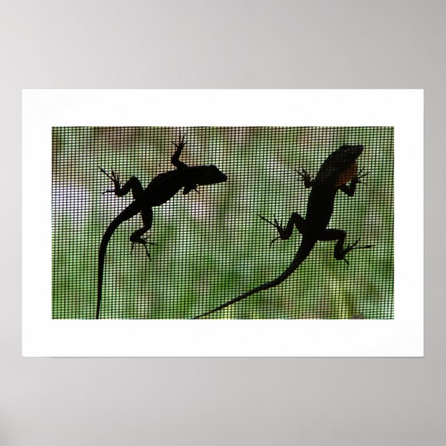 Póster Anole Dual (Frente)