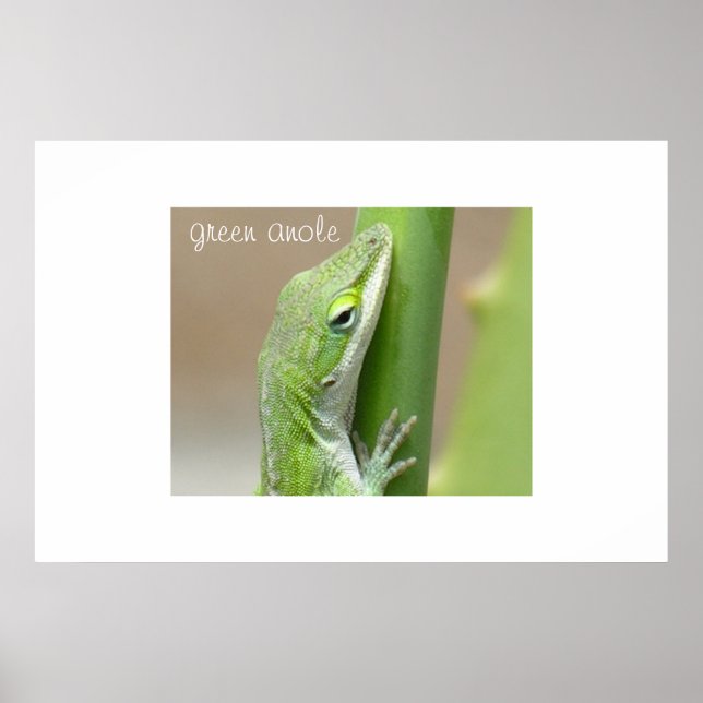 Póster Anole Verde (Frente)