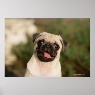 Poster Ânsia do filhote de cachorro do Pug da jovem cor