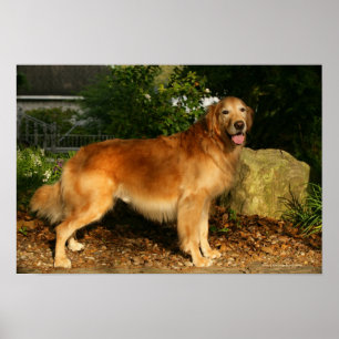 Póster Ânsia do golden retriever