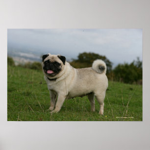Poster Ânsia do Pug
