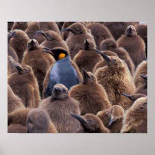 Poster Antártica, Ilha da Geórgia do Sul, Pinguins Rei