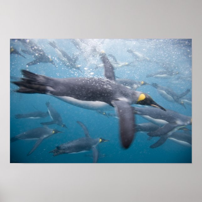 Póster Antártica, Ilha da Geórgia do Sul, Reino Unido (Frente)