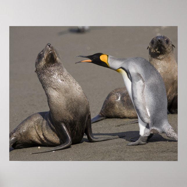 Póster Antártica, Ilha da Geórgia do Sul (UK), Rei 3 (Frente)