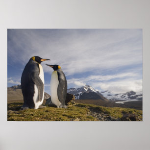 Póster Antártica, Ilhas do Sul da Geórgia (Reino Unido), 