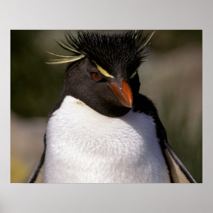 Poster Antártica, Ilhas Sub-Antárticas, Sul 5