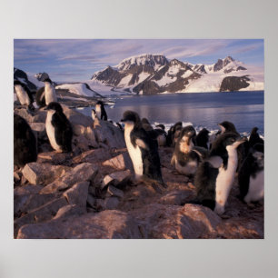 Póster Antártida, filhotes de pinguim Adelie