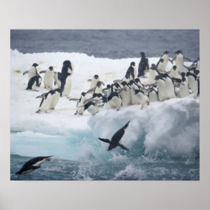 Poster Antártida, Ilha Paulet. Pinguins Adelie