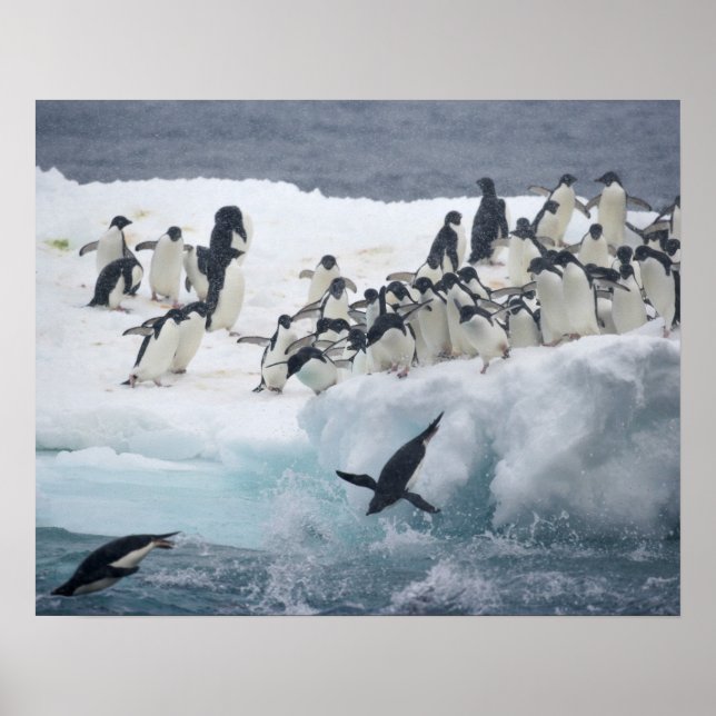 Poster Antártida, Ilha Paulet. Pinguins Adelie (Frente)