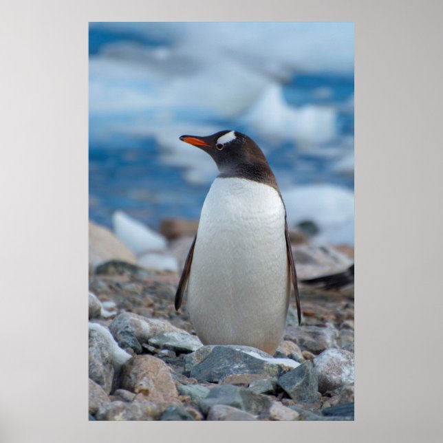 Poster Antártida. Neko Harbor. Pinguim-de-gentoo (Frente)