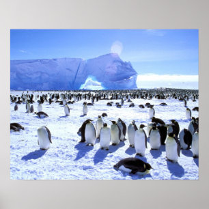 Póster Antártida, Península Antártica, Mar de Weddell, 5
