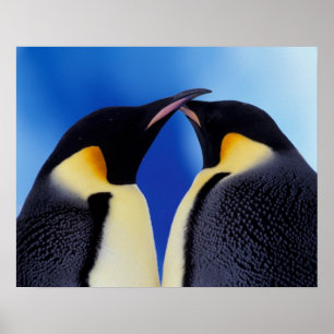 Poster Antártida, Pinguins Imperadores