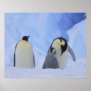 Póster Antártida. Pinguins-imperadores e filhote