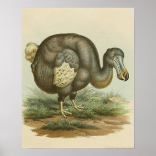 Poster Antecedentes da história natural do pássaro dodo