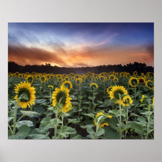 Póster antecipação