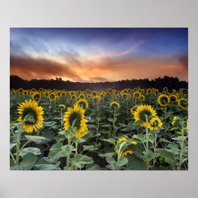 Póster antecipação (Frente)