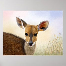 Poster Antelope Bushbuck Young African Deer Drawing