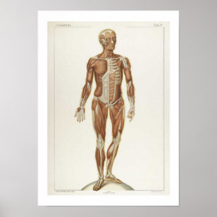 Poster anterior da anatomia