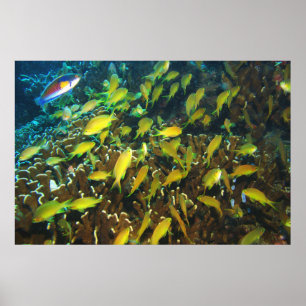 Póster Anthias Reef Party
