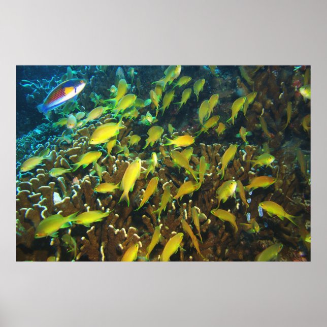 Póster Anthias Reef Party (Frente)