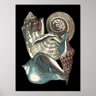 Poster Anthologia Seashell